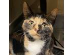 Adopt Sprinkle a Domestic Short Hair