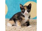 Adopt Mrs McFeely a Domestic Short Hair