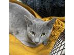 Adopt Lady Luck a Domestic Short Hair