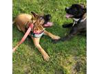 Adopt Esmerelda a Mastiff, Pit Bull Terrier