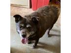 Adopt Tootsie a Terrier, Mixed Breed