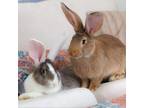 Adopt Hoover a Flemish Giant