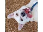 Adopt Sugarbomb a Mixed Breed