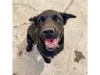 Adopt Mags a Black Labrador Retriever