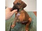 Rhodesian Ridgeback Puppy for sale in Bastrop, TX, USA