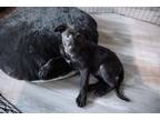 Adopt Roo a Labrador Retriever