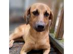 Adopt Lichi - FOSTER NEEDED a Labrador Retriever, Mixed Breed