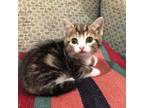 Adopt Flower Tiger Lily a Domestic Short Hair