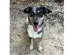 Adopt Hinkle (Mercy) a Mixed Breed