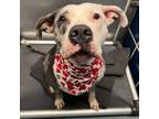 Adopt Marla a American Staffordshire Terrier, Mixed Breed