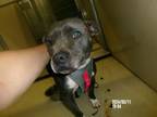 Adopt Sapphire * a American Staffordshire Terrier