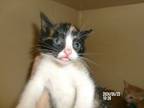 Adopt Scaramouch a Domestic Short Hair