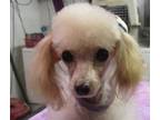 Adopt Lovey a Poodle