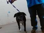 Adopt TREY a Pit Bull Terrier, Mixed Breed