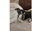 Adopt SHAY a Rat Terrier, Mixed Breed