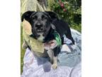 Adopt Houdini a Border Collie, Mixed Breed