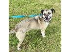 Adopt Willy a Mixed Breed