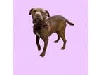 Adopt Grant a Pit Bull Terrier