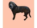 Adopt TUSC-Stray-tu7871 a Pit Bull Terrier
