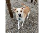 Adopt Bean a Mixed Breed