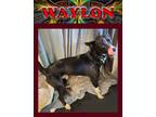 Adopt Waylon a Border Collie, Mixed Breed