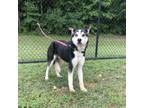 Adopt (Found) Beethoven a Husky