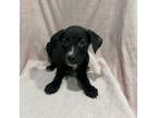 Adopt (Found) Bartlebee a Labrador Retriever, Terrier
