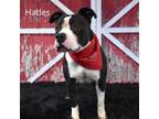 Adopt Hades a Pit Bull Terrier