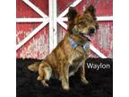 Adopt Waylon a Cattle Dog