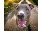 Adopt WOODY* a Pit Bull Terrier