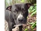 Adopt BUDDY HOLLY* a Pit Bull Terrier