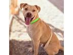 Adopt GABRIEL* a Pit Bull Terrier, Mixed Breed