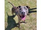 Adopt BRODIE* a Pit Bull Terrier