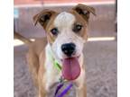 Adopt BLAINE* a Pit Bull Terrier, Mixed Breed