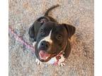 Adopt BOCO* a Pit Bull Terrier, Mixed Breed
