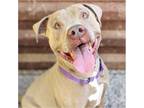 Adopt DEBO a Pit Bull Terrier