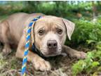 Adopt ROSCOE a Pit Bull Terrier