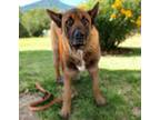 Adopt BIG GUY a German Shepherd Dog