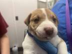 Adopt NUGGET* a Pit Bull Terrier, Mixed Breed