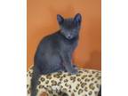 Adopt Speck a Domestic Short Hair