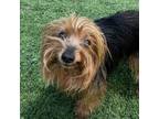 Adopt Rocko a Yorkshire Terrier