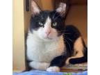 Adopt Finelly a Domestic Short Hair