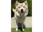 Adopt Jimmy a Husky, Mixed Breed
