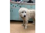Adopt Perry the Pyrenees a Great Pyrenees, Mixed Breed