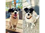 Adopt JACK a Rat Terrier, Mixed Breed
