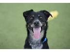 Adopt Wrangler a Cattle Dog, Mixed Breed
