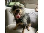 Adopt Wesson a Yorkshire Terrier, Mixed Breed