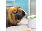 Adopt Mochi a Guinea Pig