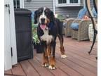 Adopt Douglas a Bernese Mountain Dog