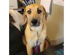 Adopt CT Steve **sponsored** a Great Pyrenees, Black Mouth Cur